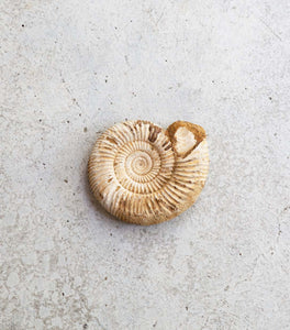 Ammonite / 1