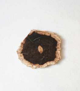 Petrified Wood Slice / Medium